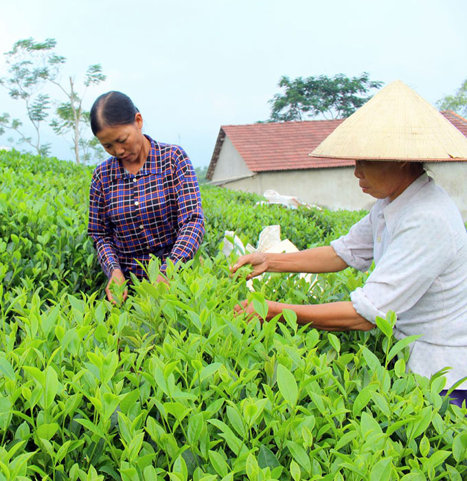 Khám Phá Chè Búp Thái Nguyên